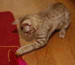 _MG_2235.JPG
